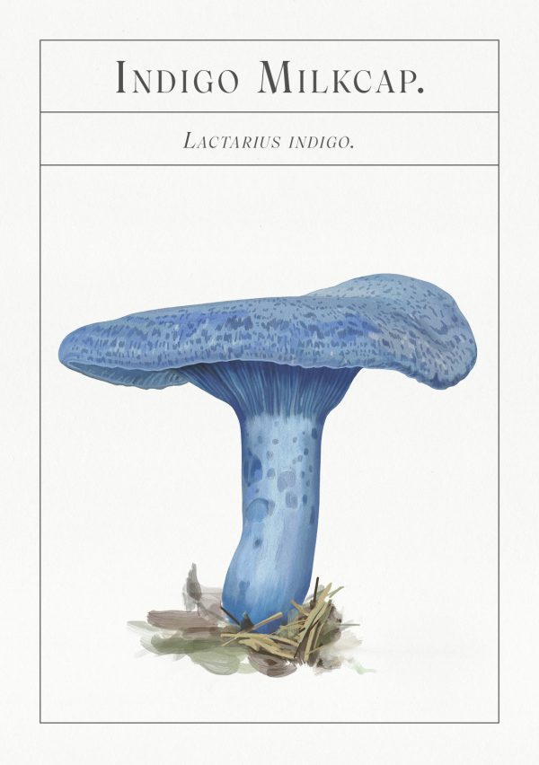 The deck of Mushrooms