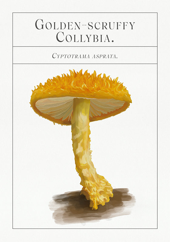 The deck of Mushrooms