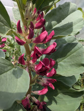 Broad Bean Crimson and white flowering