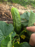Cucumber spacemaster seeds