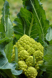 Romanesco Broccoli
