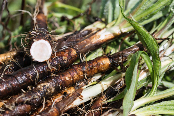 Salsify