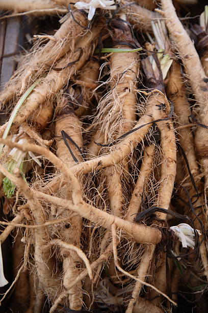 Salsify
