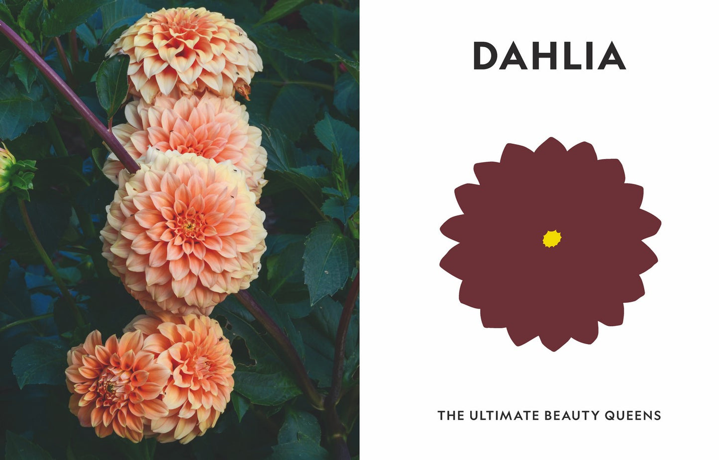 Super Bloom A field guide to flowers for every gardener By: Jac Semmler