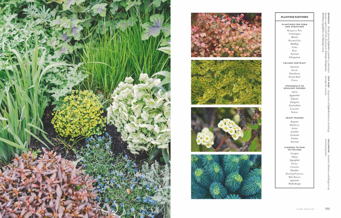 Super Bloom A field guide to flowers for every gardener By: Jac Semmler