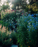 The Super Bloom Handbook Maximum flowers. Minimum effort. By: Jac Semmler