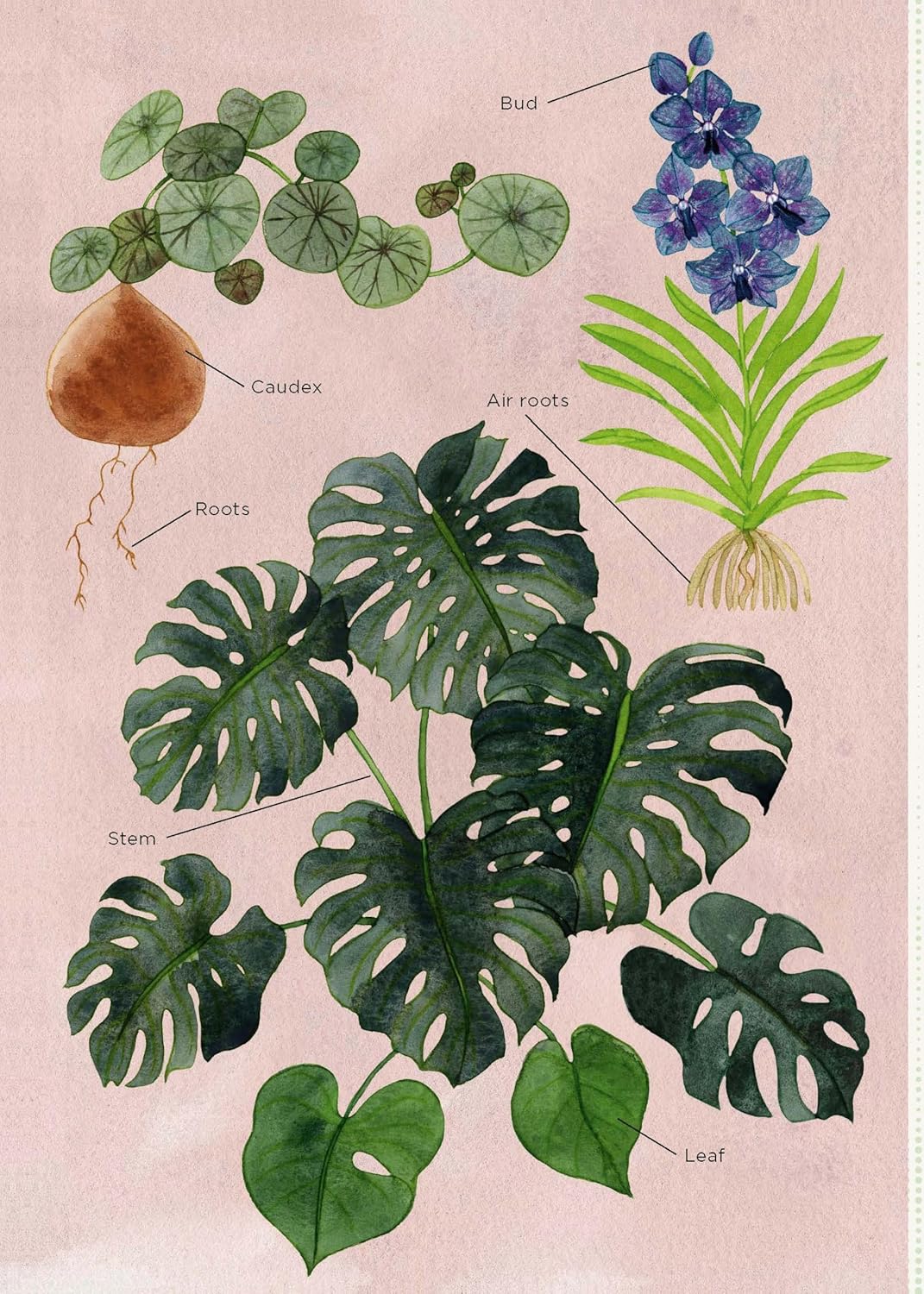 The Junior Plant Lover's Handbook: A Green-Thumb Guide for Kids by Molly Williams (Author), Michelle Carlos (Illustrator)