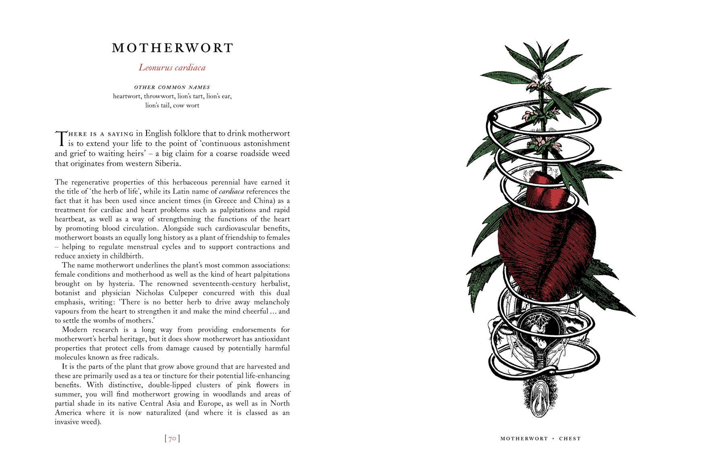 The Physick Garden: A Journey Through Ancient Cures
