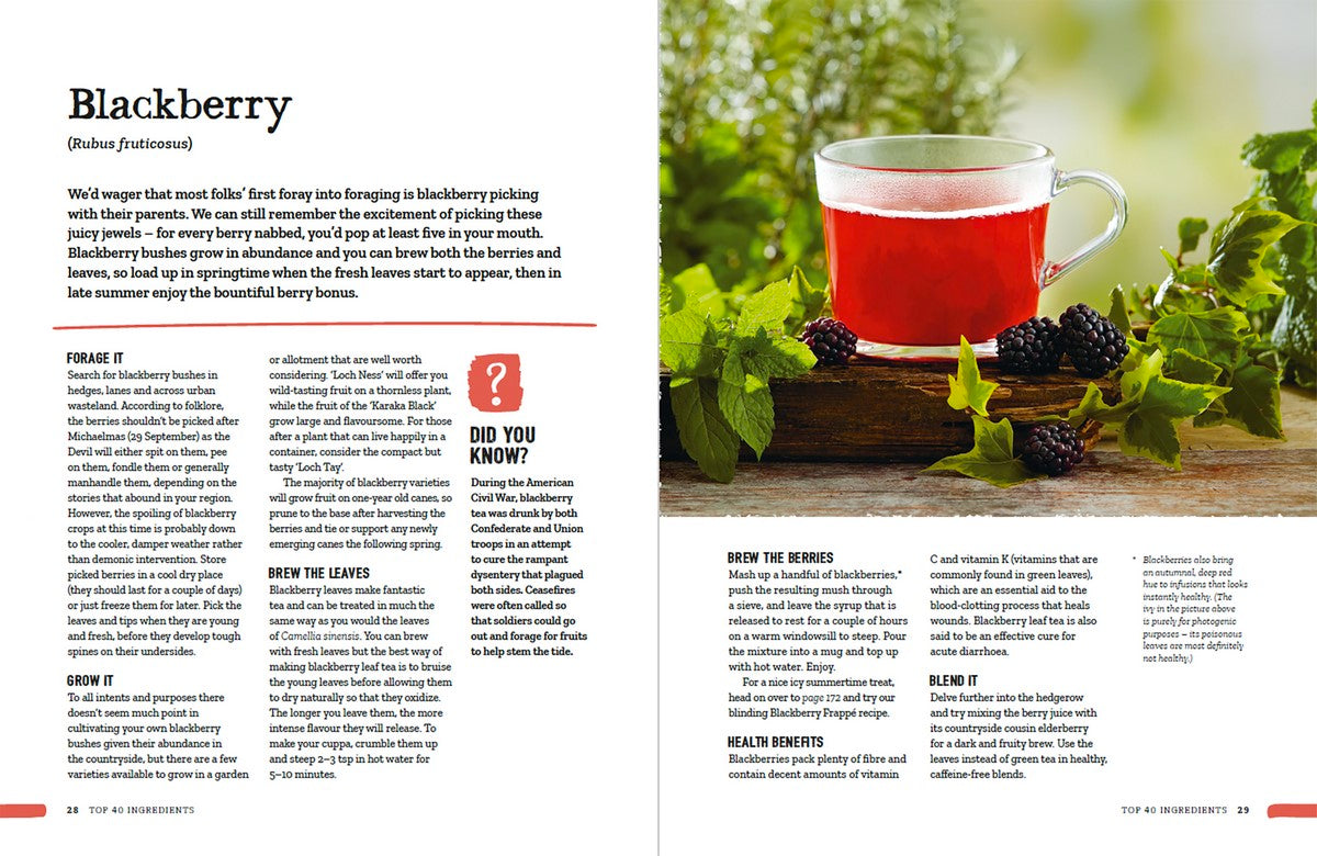 Wild tea: Brew your own infusions from home grown and foraged ingredients