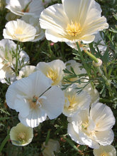 Californian poppy white seeds