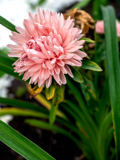 Aster Tall Peony