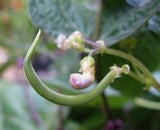 Bean Cherokee Wax