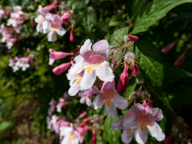 Beauty Bush Kolkwitzia amabilis