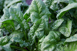 Spinach Bloomsdale seeds Australia