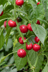 Capsicum red cherry seeds