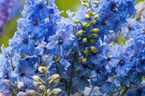 Delphinium seeds Australia