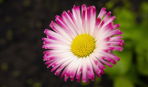 English daisy flower