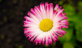 English daisy flower