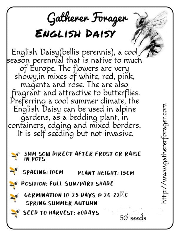 English daisy seeds