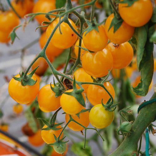 Gold Nugget Tomato seeds Tasmania