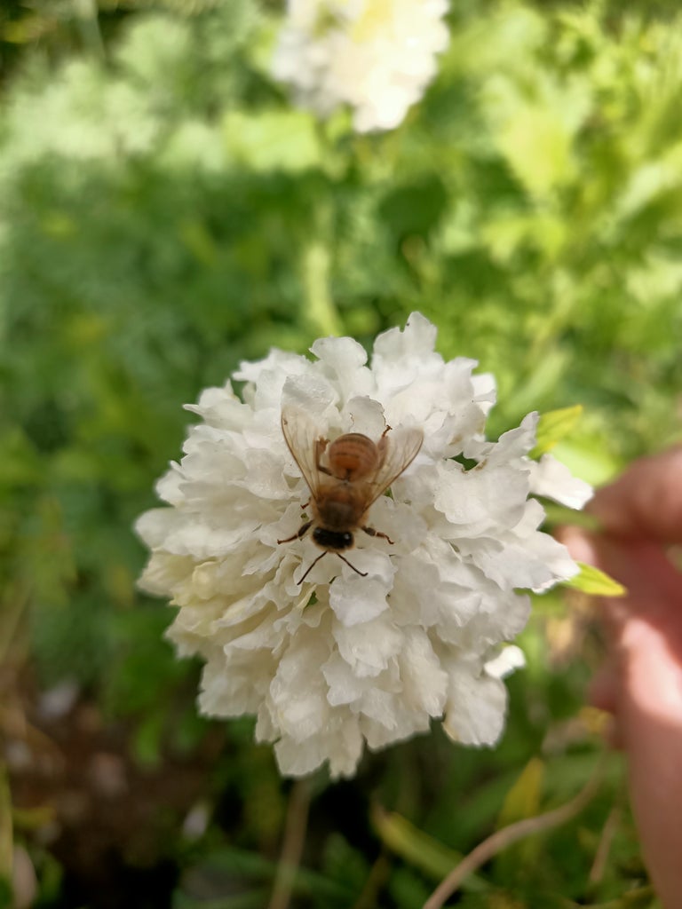 Scabiosa Pincushions white flower
