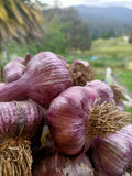 Buy Tasmanian Garlic