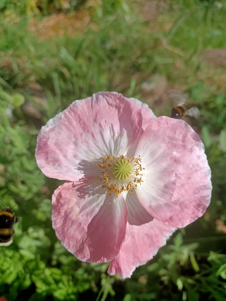Mixed Poppy seeds