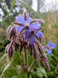 Borage seeds