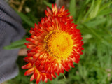 Everlasting Daisy Copper red