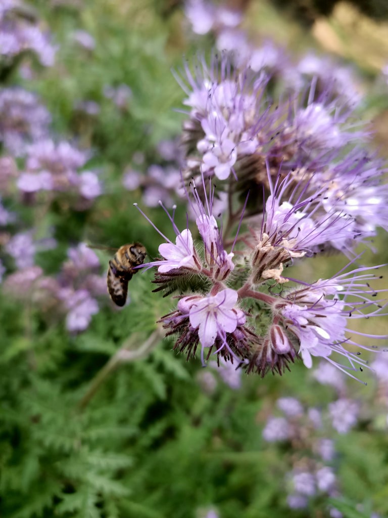 Phacelia/Fiddleneck flower