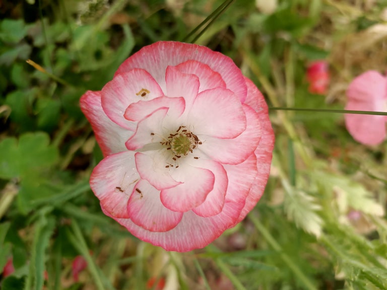 Mixed Poppy seeds