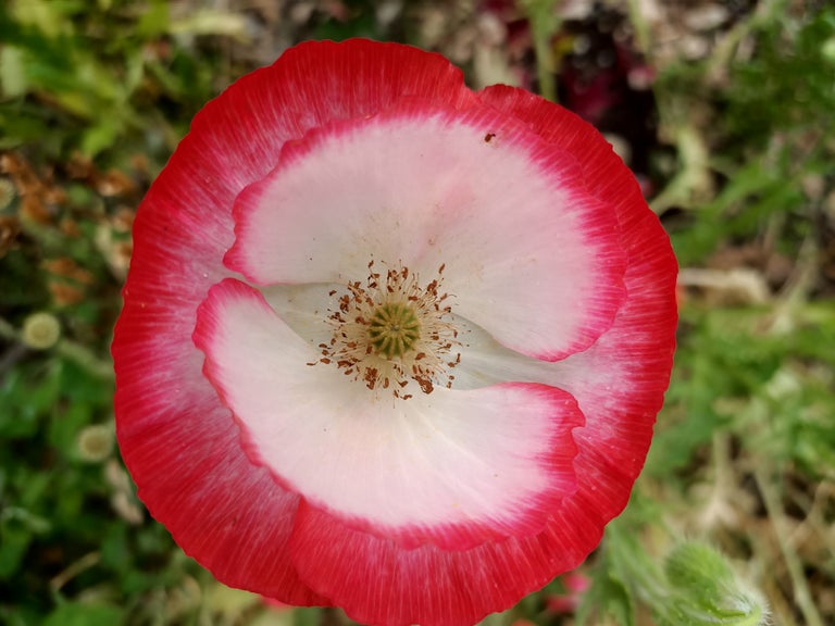 Mixed Poppy seeds