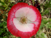 Mixed Poppy seeds