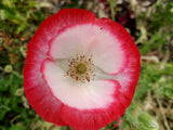 Mixed Poppy seeds