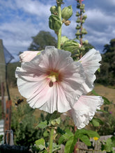 Holly hock seeds Tasmania