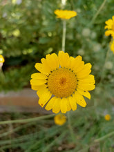 Tasmanian Flower seeds