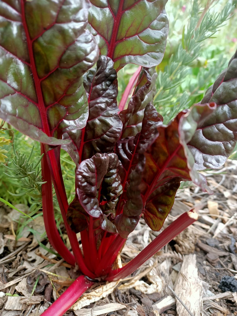 Ruby red chard silverbeet seeds