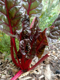 Ruby red chard silverbeet seeds