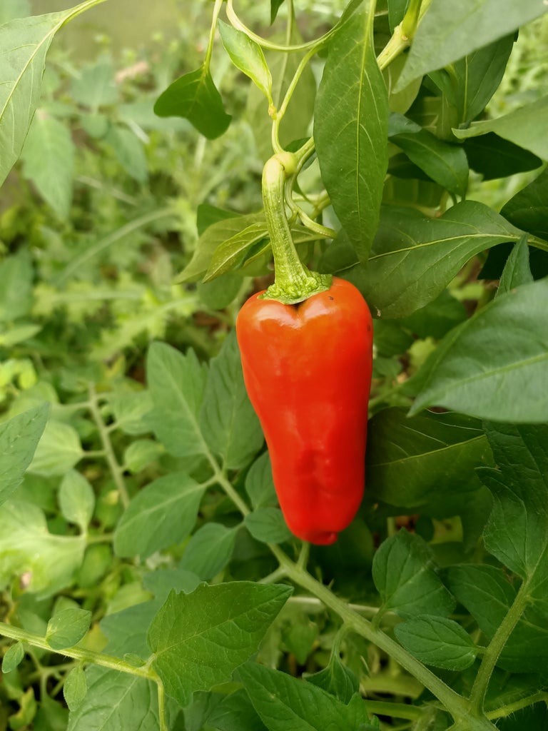 Mixed Chilli and Capsicum