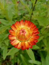 Mixed Everlasting Daisy