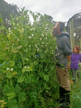vegetable seeds Tasmania