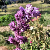Organic Clary Sage seeds Tasmania