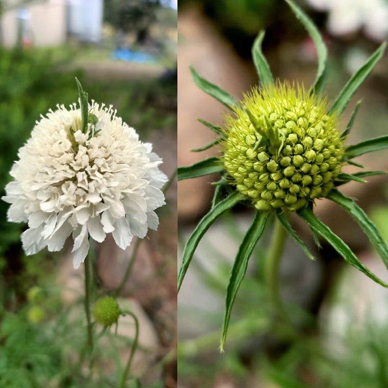 Scabiosa Pincushions white flower