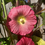 Hollyhock Single mix