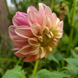 Tasmanian Cottage Garden Seeds