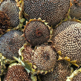 Australian heirloom seeds