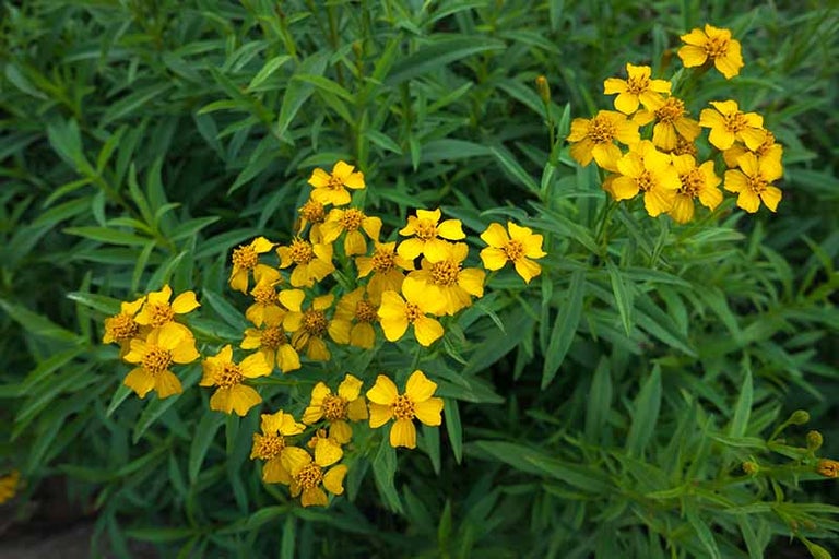 Tarragon