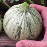 Ronde de nice seeds