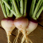 Swede ‘Aspen’ Seeds