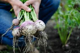 Vegetable starter bundles